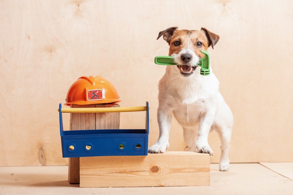 dog holding a toy hammer