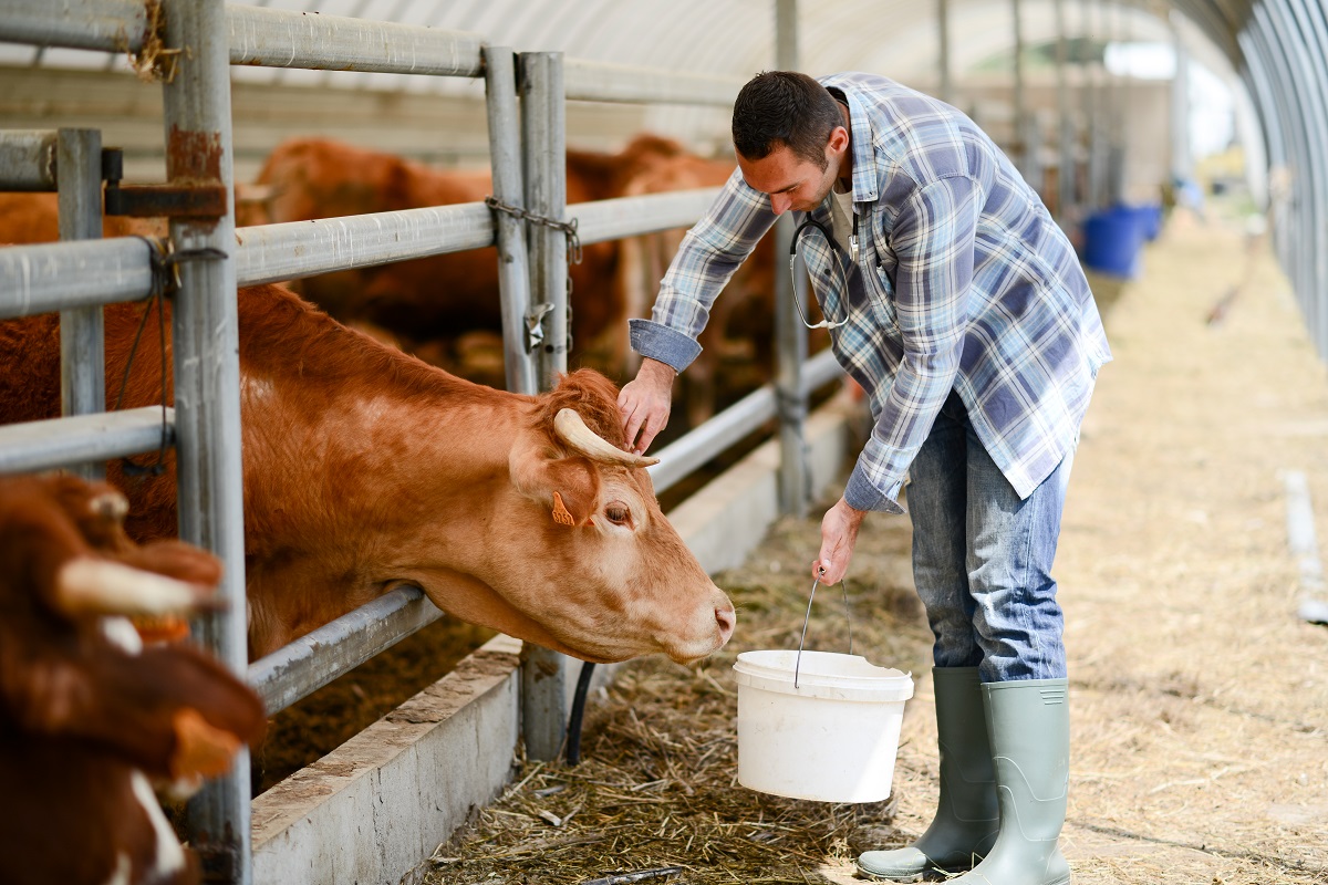 Farmer feeding cows