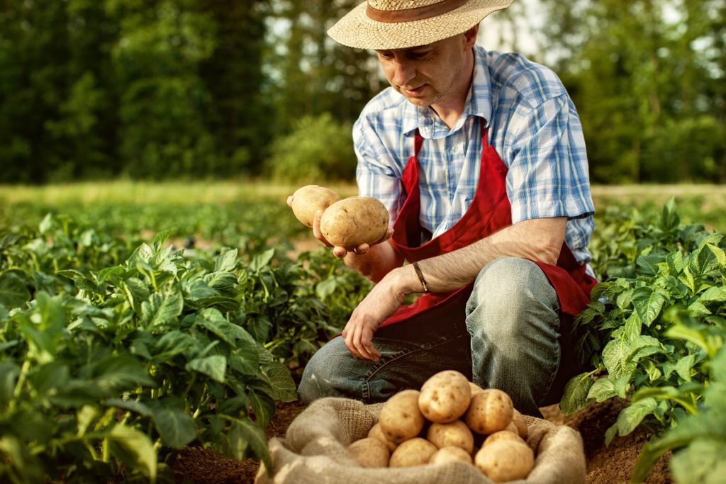 Farmer harvesting potatoes