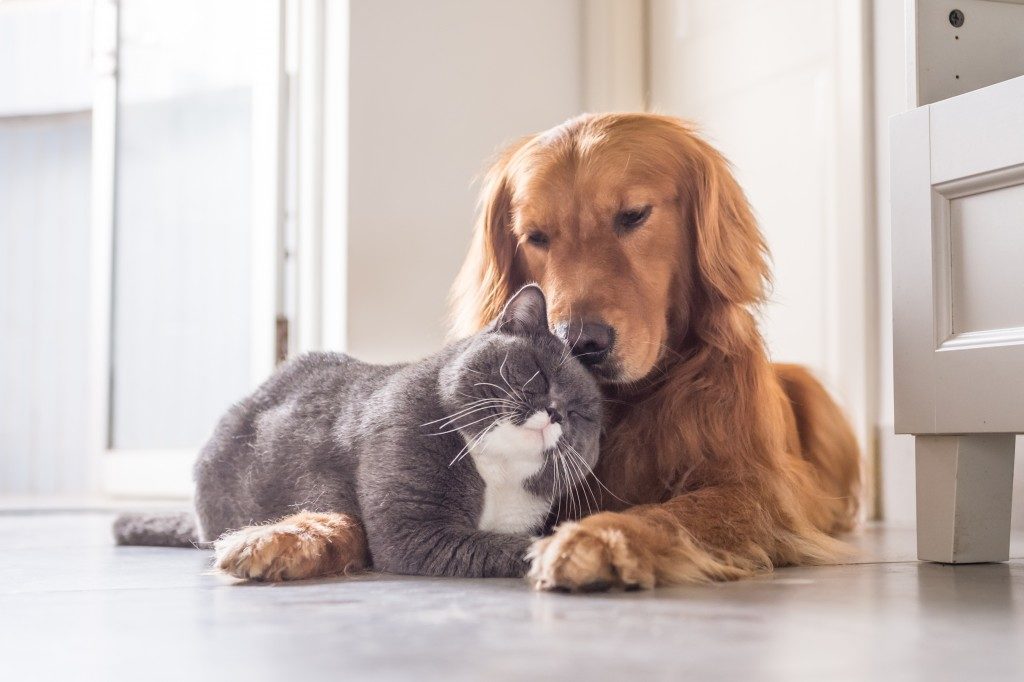 cat and dog on the floor