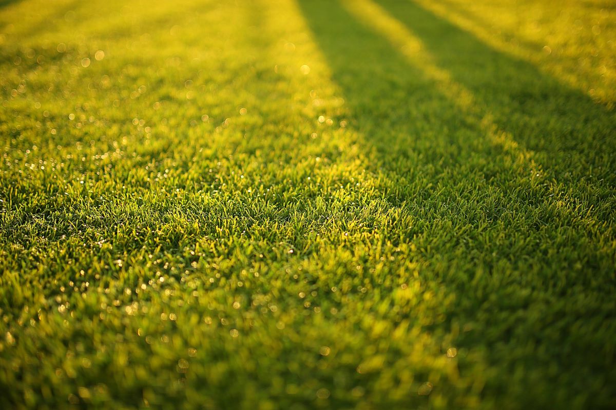 grass in the yard