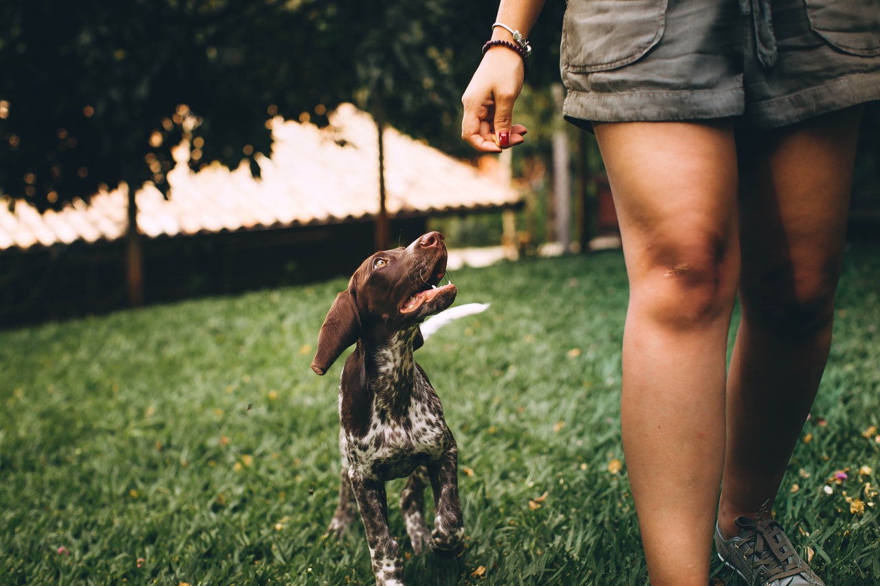 dog nanny